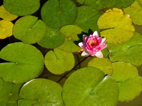 下载引导 - App装机示意